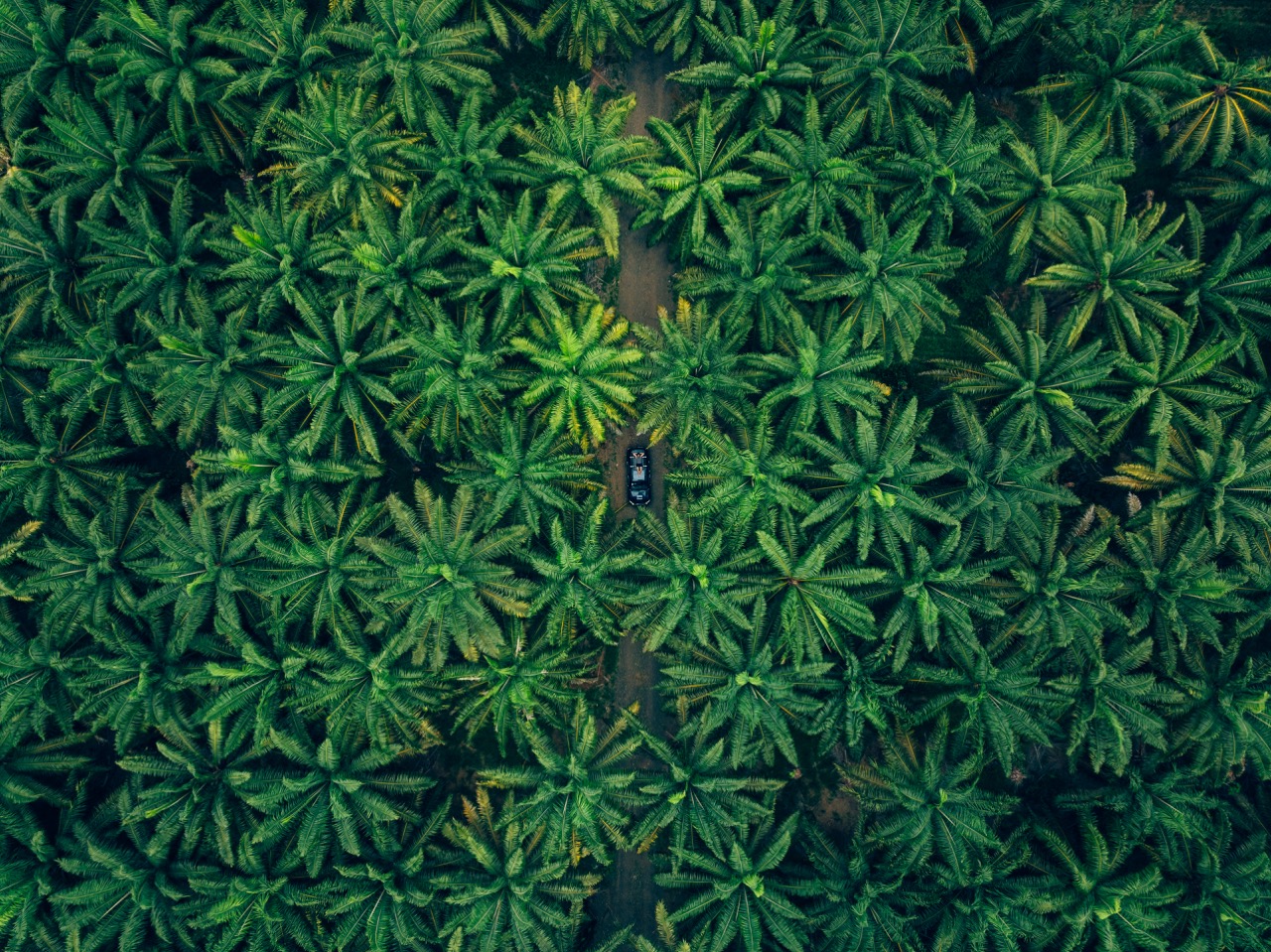 Drone shot of car going through forest