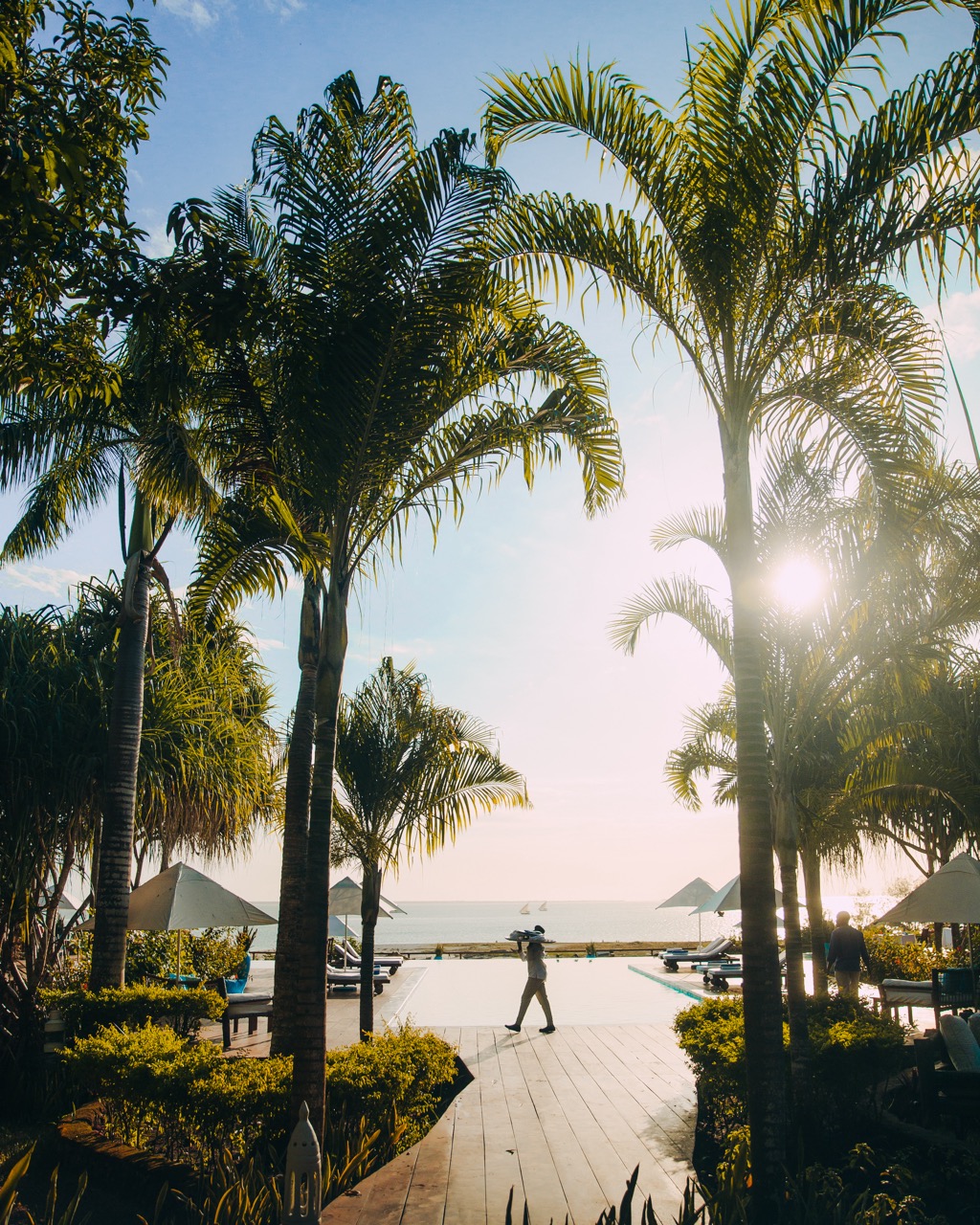 Picture of palm trees